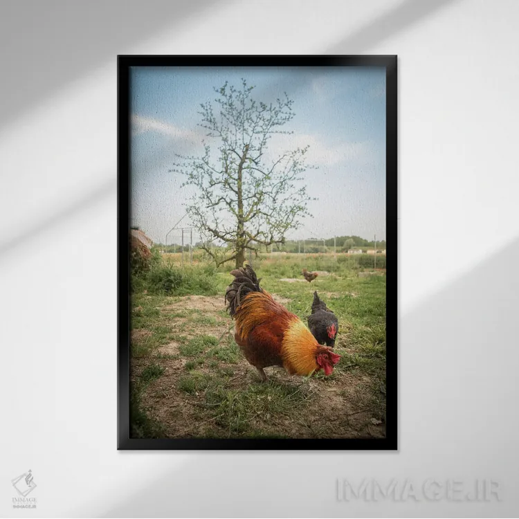 تابلو آلیس I اثر آلساندرو پاسرینی - نمای قابدار مشکی