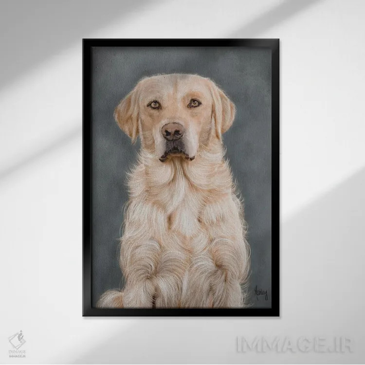 تابلو پرترهٔ لابرادور زرد (سگ) اثر اشلی بردلی - نمای قابدار مشکی