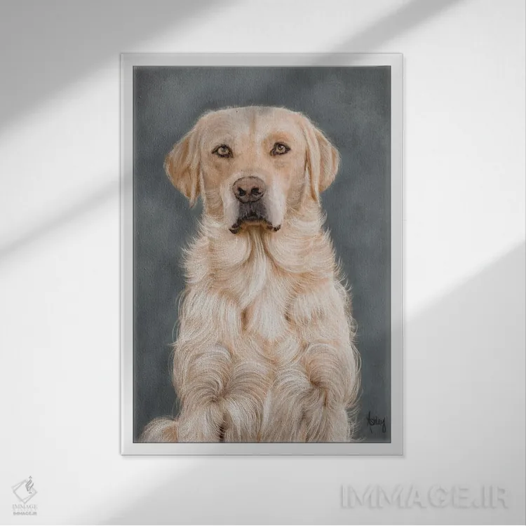 تابلو پرترهٔ لابرادور زرد (سگ) اثر اشلی بردلی - نمای قابدار سفید