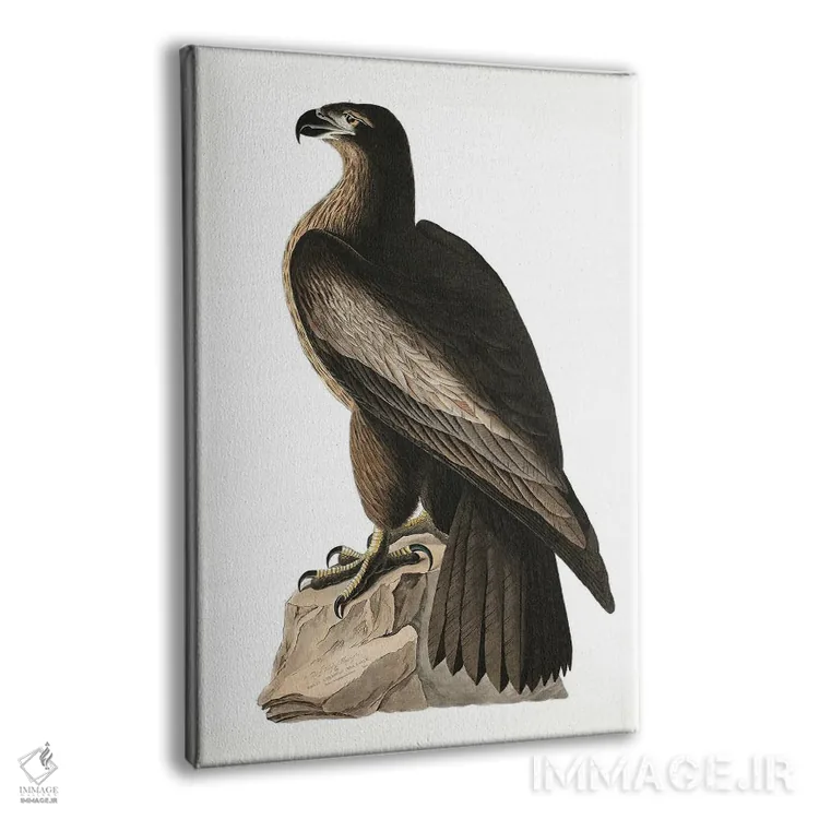 تابلو عقاب دریایی بزرگ آمریکا (از پرندگان آمریکا ۱۸۲۷) اثر جان جیمز آدوبون (نقاش و پرندهشناس) - نمای پرسپکتیو محصول