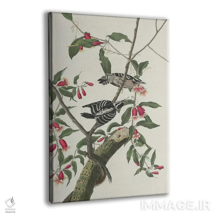 تابلو 1831,دارکوب نرمپر ۱۸۳۱ اثر جان جیمز آدوبون (نقاش و پرندهشناس) - نمای پرسپکتیو محصول