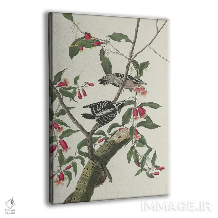 تابلو 1831,دارکوب نرمپر ۱۸۳۱ اثر جان جیمز آدوبون (نقاش و پرندهشناس) - نمای پرسپکتیو محصول