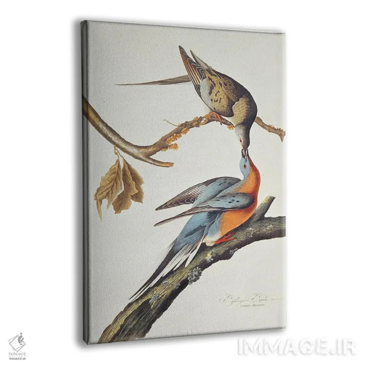 تابلو From 'Birds Of America',کبوتر مسافر (از پرندگان آمریکا) اثر جان جیمز آدوبون (نقاش و پرندهشناس) - نمای پرسپکتیو محصول