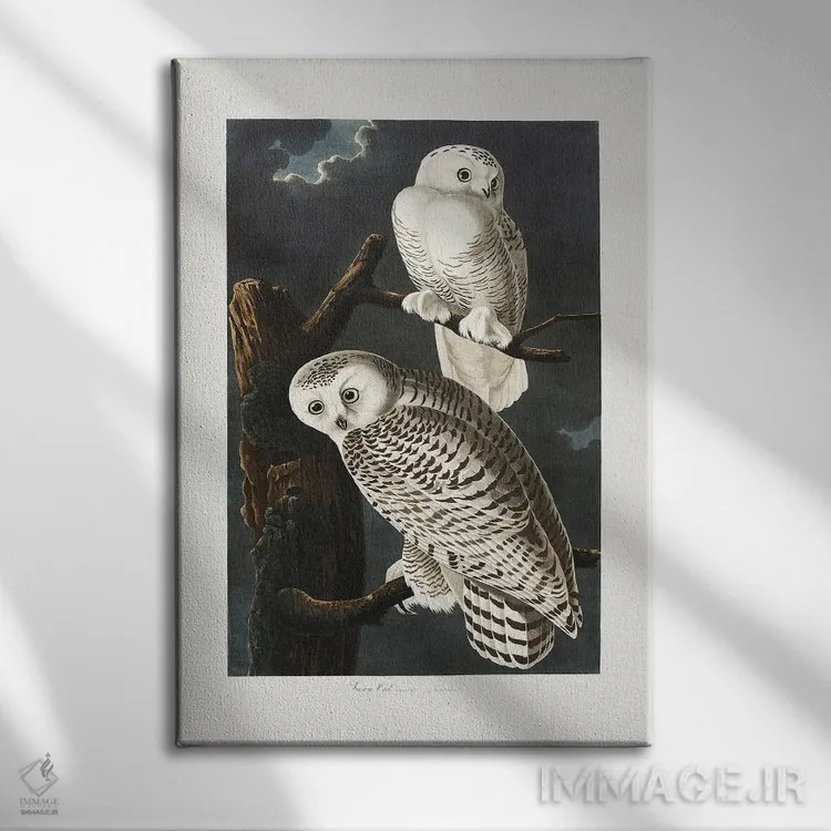 تابلو جغد برفی (از پرندگان آمریکا ۱۸۲۷) اثر جان جیمز آدوبون (نقاش و پرندهشناس) - نمای روبهرو روی دیوار