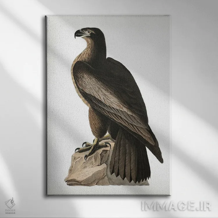 تابلو عقاب دریایی بزرگ آمریکا (از پرندگان آمریکا ۱۸۲۷) اثر جان جیمز آدوبون (نقاش و پرندهشناس) - نمای روبهرو روی دیوار