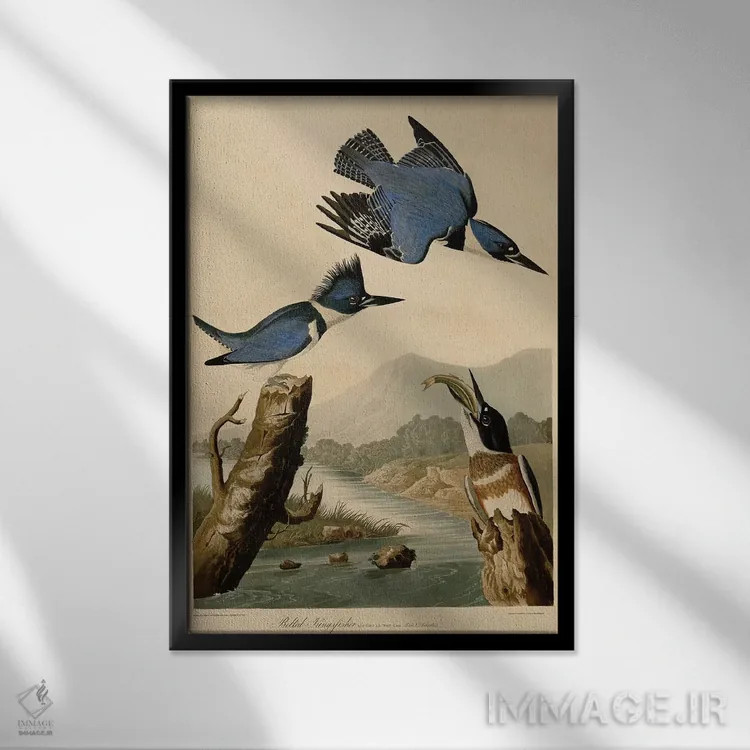 تابلو مرغ ماهیخوار کمربندی اثر جان جیمز آدوبون (نقاش و پرندهشناس) - نمای قابدار مشکی