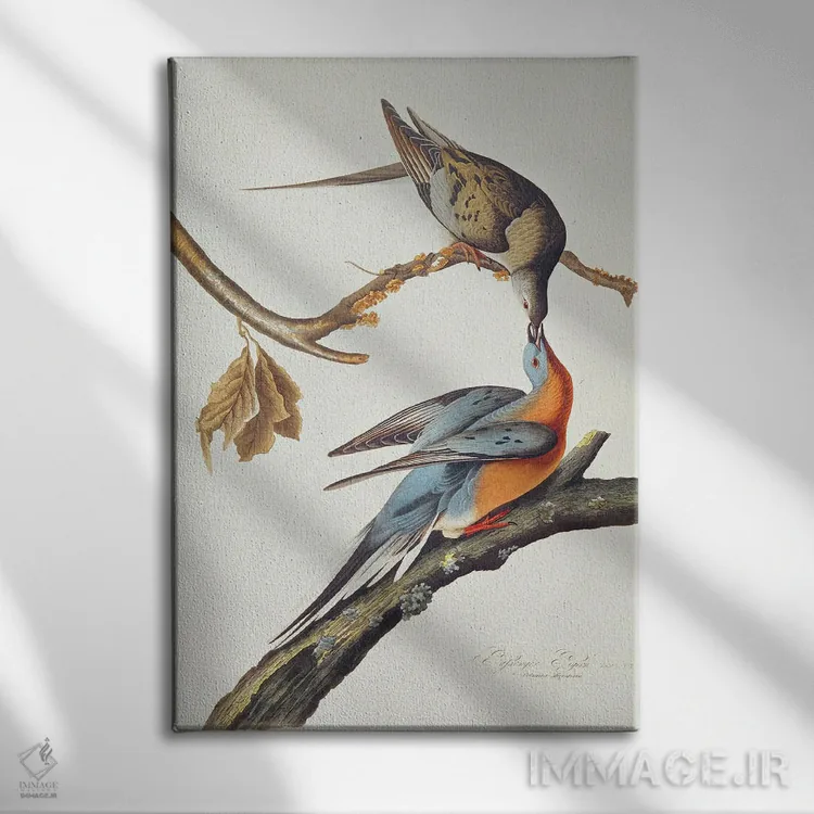 تابلو From 'Birds Of America',کبوتر مسافر (از پرندگان آمریکا) اثر جان جیمز آدوبون (نقاش و پرندهشناس) - نمای روبهرو روی دیوار