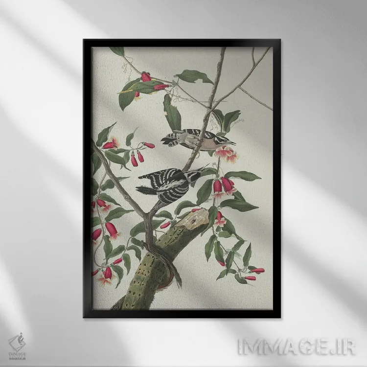 تابلو 1831,دارکوب نرمپر ۱۸۳۱ اثر جان جیمز آدوبون (نقاش و پرندهشناس) - نمای قابدار مشکی