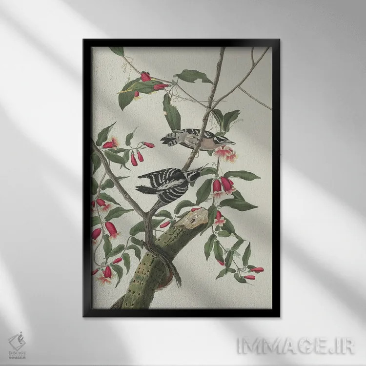 تابلو 1831,دارکوب نرمپر ۱۸۳۱ اثر جان جیمز آدوبون (نقاش و پرندهشناس) - نمای قابدار مشکی