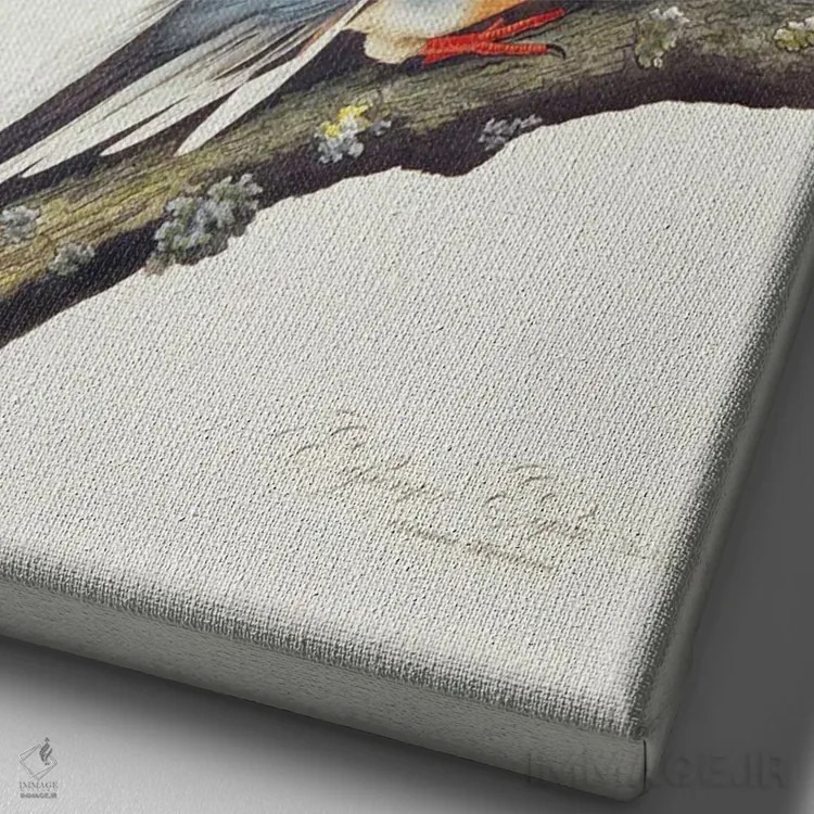 تابلو From 'Birds Of America',کبوتر مسافر (از پرندگان آمریکا) اثر جان جیمز آدوبون (نقاش و پرندهشناس) - نمای نزدیک بافت بوم