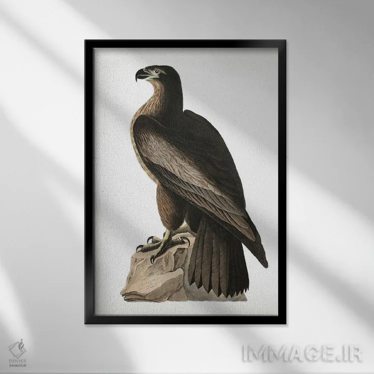 تابلو عقاب دریایی بزرگ آمریکا (از پرندگان آمریکا ۱۸۲۷) اثر جان جیمز آدوبون (نقاش و پرندهشناس) - نمای قابدار مشکی