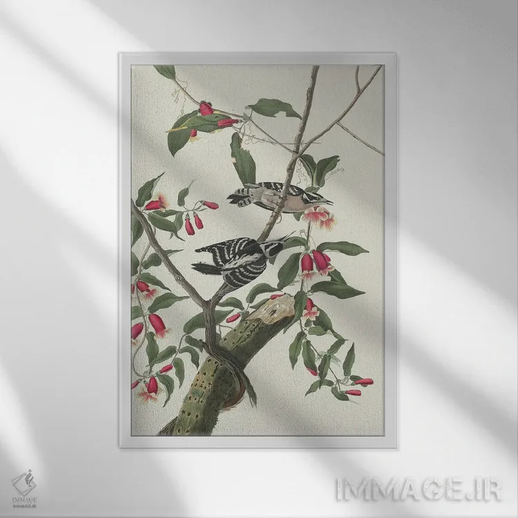 تابلو 1831,دارکوب نرمپر ۱۸۳۱ اثر جان جیمز آدوبون (نقاش و پرندهشناس) - نمای قابدار سفید