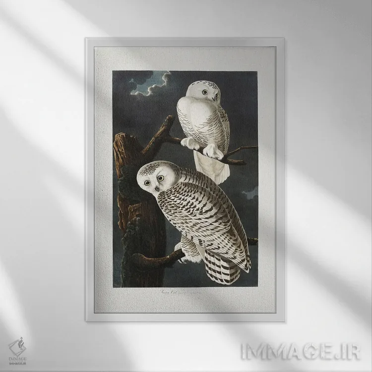 تابلو جغد برفی (از پرندگان آمریکا ۱۸۲۷) اثر جان جیمز آدوبون (نقاش و پرندهشناس) - نمای قابدار سفید