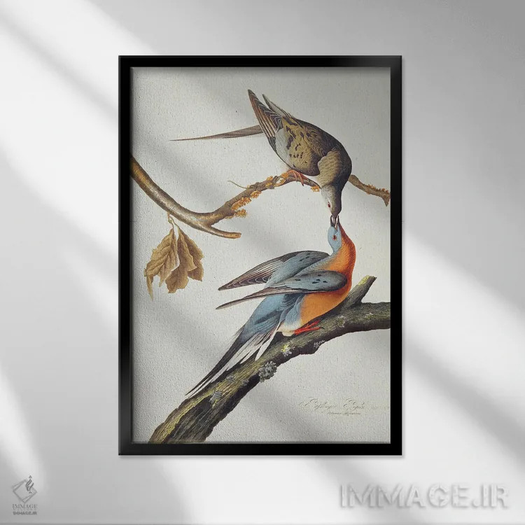تابلو From 'Birds Of America',کبوتر مسافر (از پرندگان آمریکا) اثر جان جیمز آدوبون (نقاش و پرندهشناس) - نمای قابدار مشکی