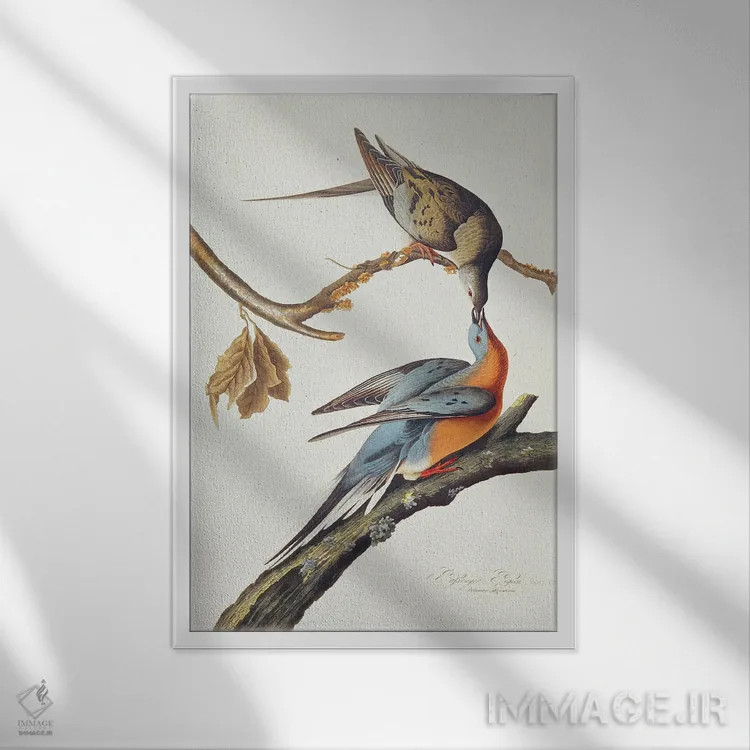 تابلو From 'Birds Of America',کبوتر مسافر (از پرندگان آمریکا) اثر جان جیمز آدوبون (نقاش و پرندهشناس) - نمای قابدار سفید