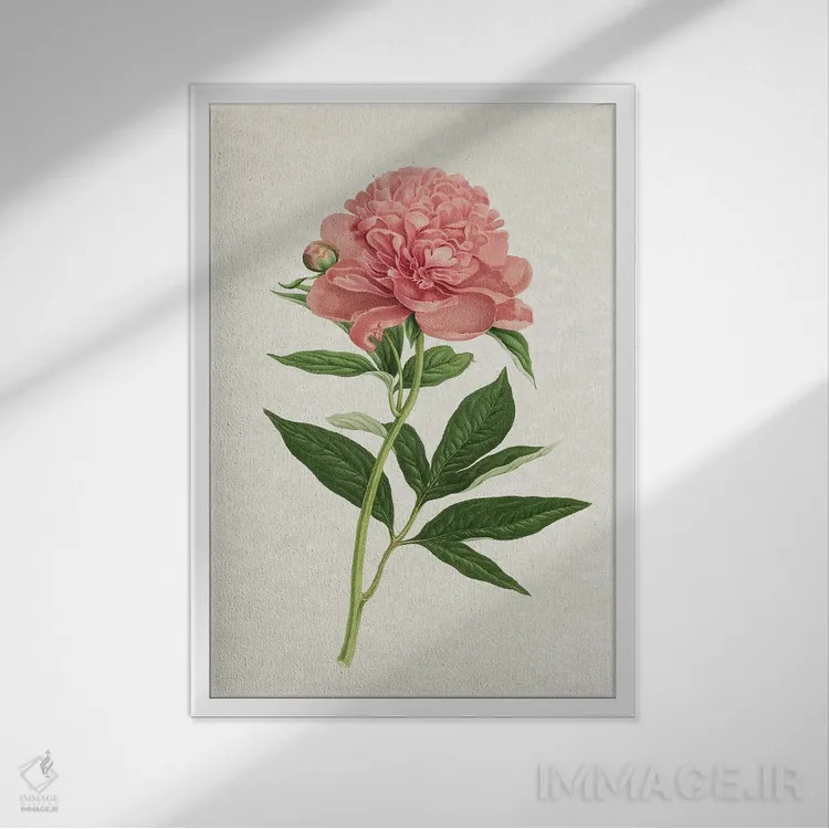 تابلو رز کلاسیک اثر امیلی وینتیج کو (برند/استودیو) - نمای قابدار سفید