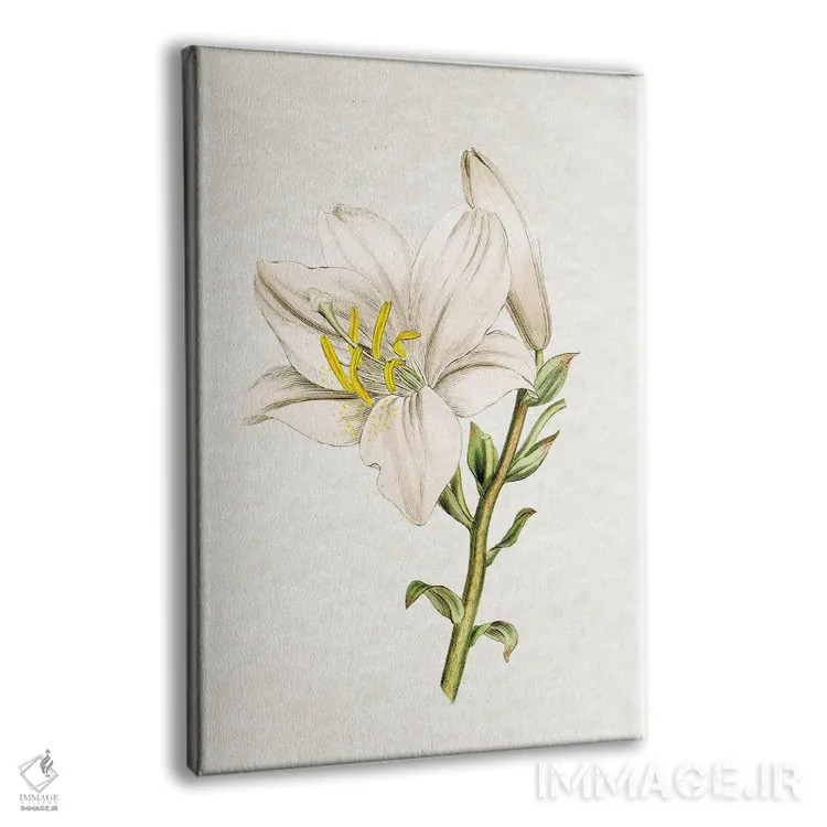 تابلو سوسن (گل) اثر امیلی وینتیج کو (برند/استودیو) - نمای پرسپکتیو محصول