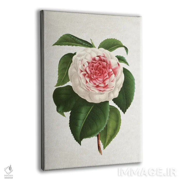 تابلو کاملیا (گل) اثر امیلی وینتیج کو (برند/استودیو) - نمای پرسپکتیو محصول