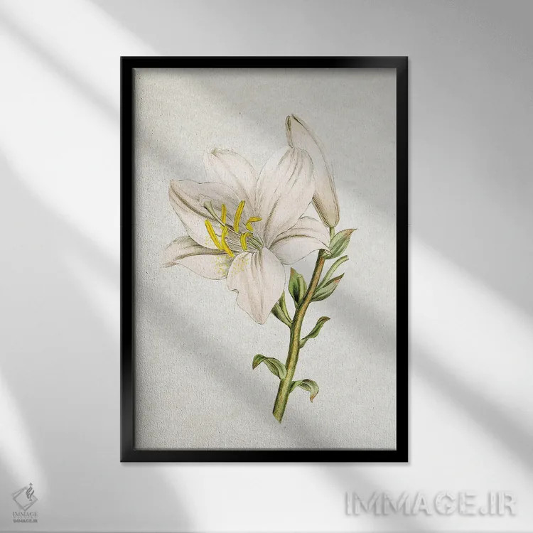 تابلو سوسن (گل) اثر امیلی وینتیج کو (برند/استودیو) - نمای قابدار مشکی