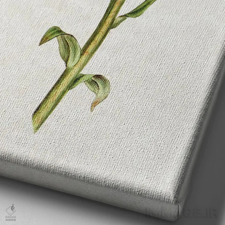 تابلو سوسن (گل) اثر امیلی وینتیج کو (برند/استودیو) - نمای نزدیک بافت بوم