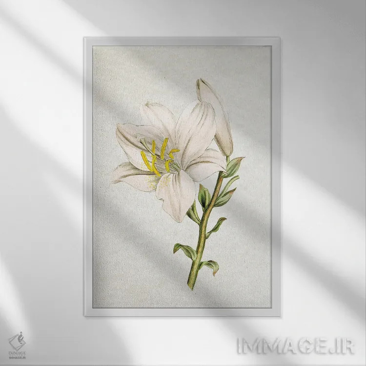 تابلو سوسن (گل) اثر امیلی وینتیج کو (برند/استودیو) - نمای قابدار سفید