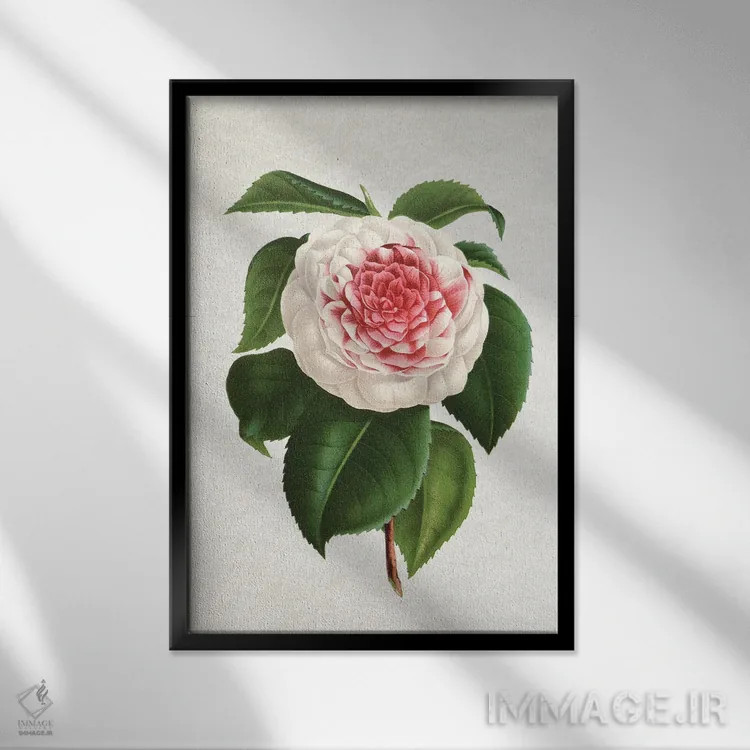 تابلو کاملیا (گل) اثر امیلی وینتیج کو (برند/استودیو) - نمای قابدار مشکی