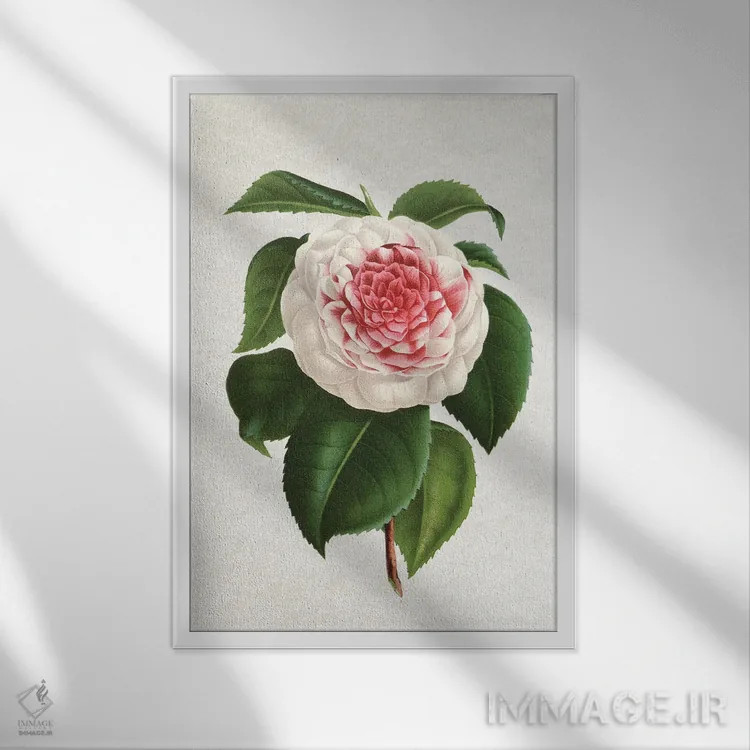تابلو کاملیا (گل) اثر امیلی وینتیج کو (برند/استودیو) - نمای قابدار سفید