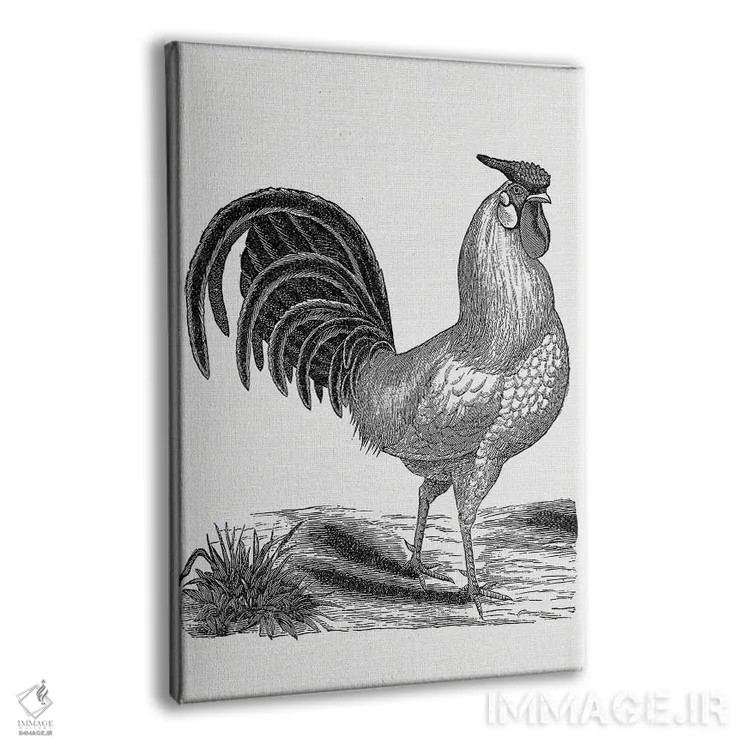 تابلو خروس قدیمی اثر امیلی وینتیج کو (برند/استودیو) - نمای پرسپکتیو محصول