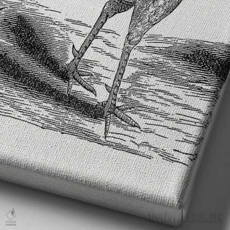 تابلو خروس قدیمی اثر امیلی وینتیج کو (برند/استودیو) - نمای نزدیک بافت بوم