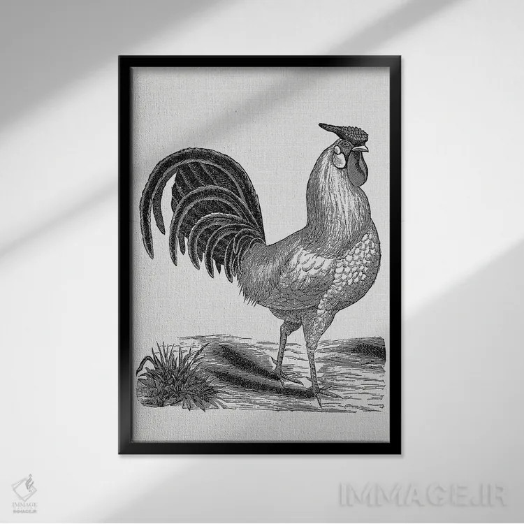 تابلو خروس قدیمی اثر امیلی وینتیج کو (برند/استودیو) - نمای قابدار مشکی