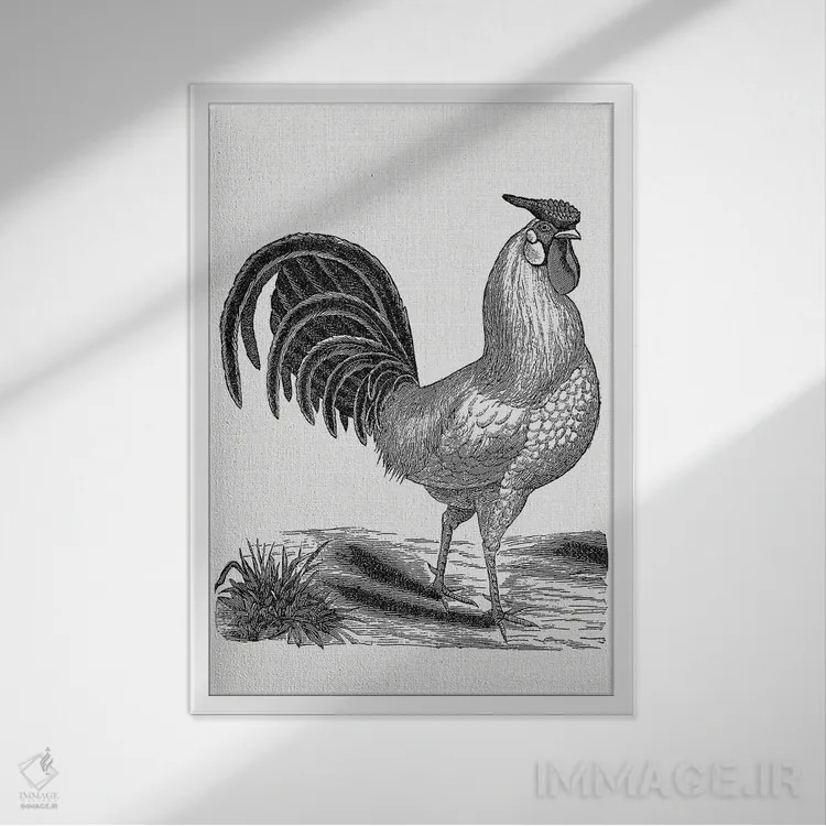 تابلو خروس قدیمی اثر امیلی وینتیج کو (برند/استودیو) - نمای قابدار سفید