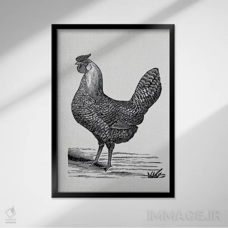 تابلو مرغ قدیمی اثر امیلی وینتیج کو (برند/استودیو) - نمای قابدار مشکی