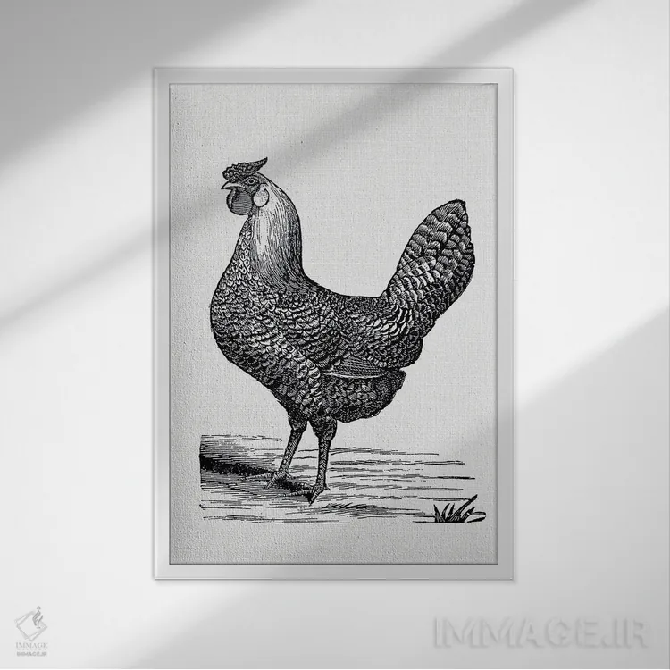 تابلو مرغ قدیمی اثر امیلی وینتیج کو (برند/استودیو) - نمای قابدار سفید
