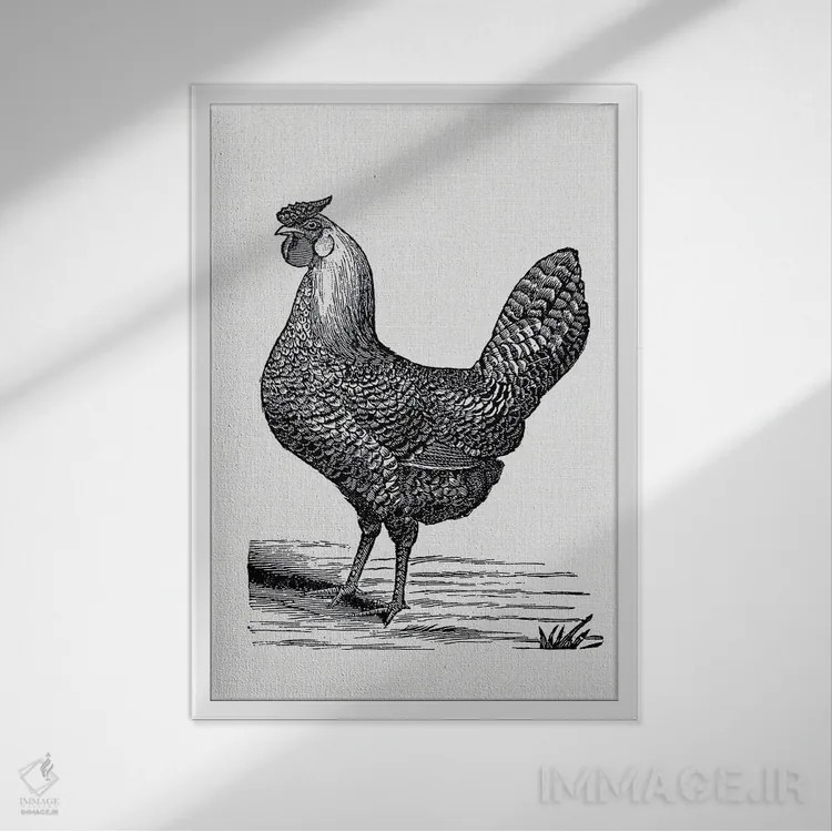 تابلو مرغ قدیمی اثر امیلی وینتیج کو (برند/استودیو) - نمای قابدار سفید