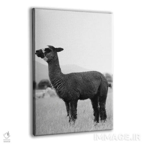تابلو آلپاکای سیاه و سفید اثر امیلی وینتیج کو (برند/استودیو) - نمای پرسپکتیو محصول