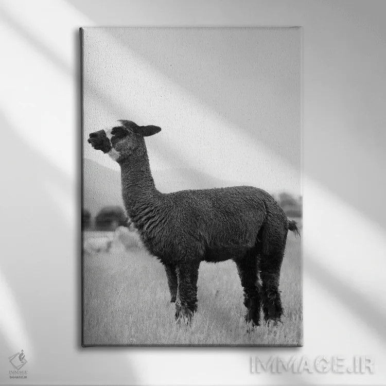 تابلو آلپاکای سیاه و سفید اثر امیلی وینتیج کو (برند/استودیو) - نمای روبهرو روی دیوار