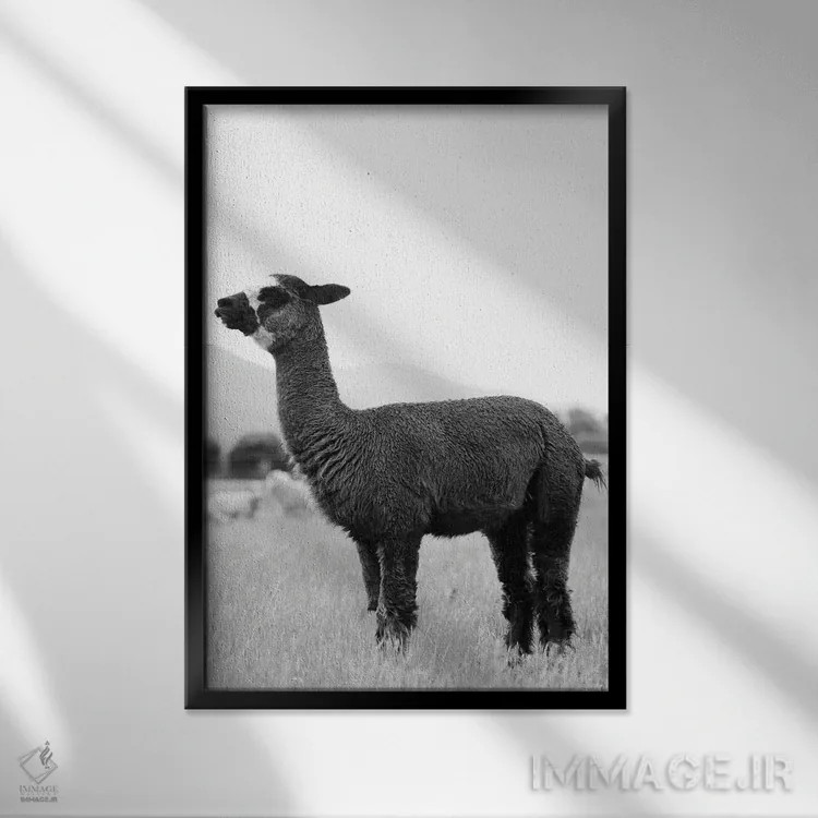 تابلو آلپاکای سیاه و سفید اثر امیلی وینتیج کو (برند/استودیو) - نمای قابدار مشکی