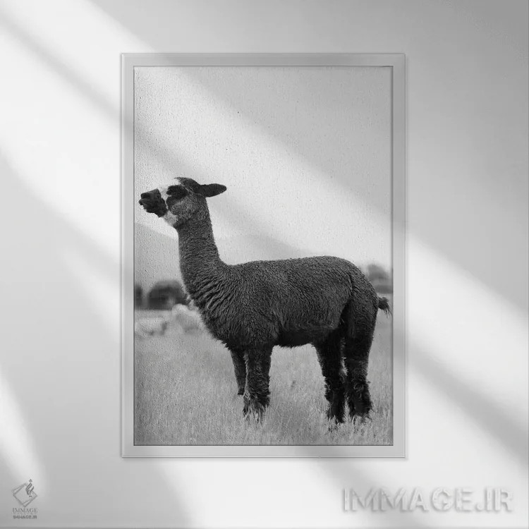 تابلو آلپاکای سیاه و سفید اثر امیلی وینتیج کو (برند/استودیو) - نمای قابدار سفید