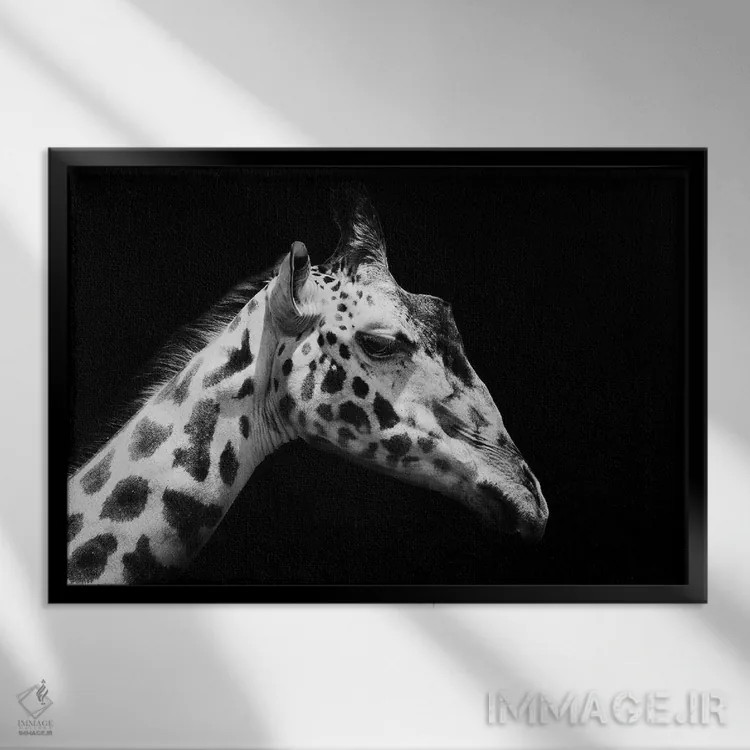 تابلو زرافه سیاه و سفید اثر آدریان ویریو - نمای قابدار مشکی