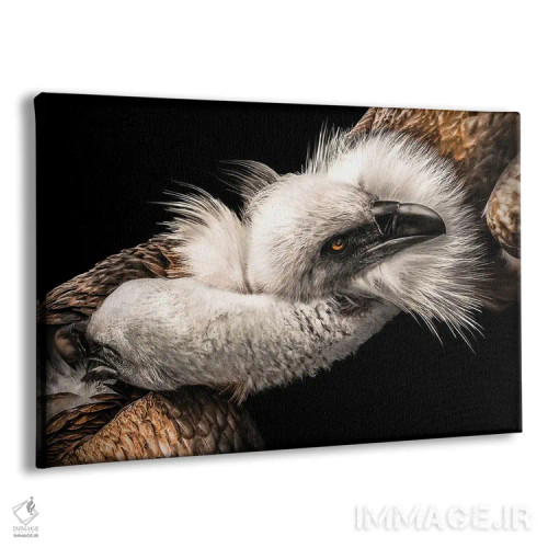 تابلو عشق میان عقابها اثر آدریان ویریو - نمای پرسپکتیو محصول