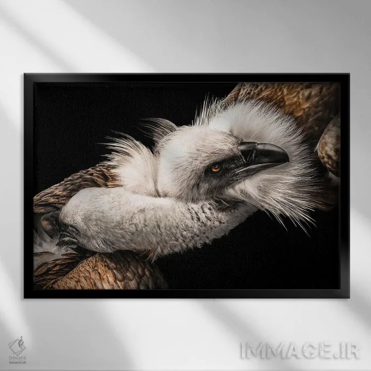 تابلو عشق میان عقابها اثر آدریان ویریو - نمای قابدار مشکی