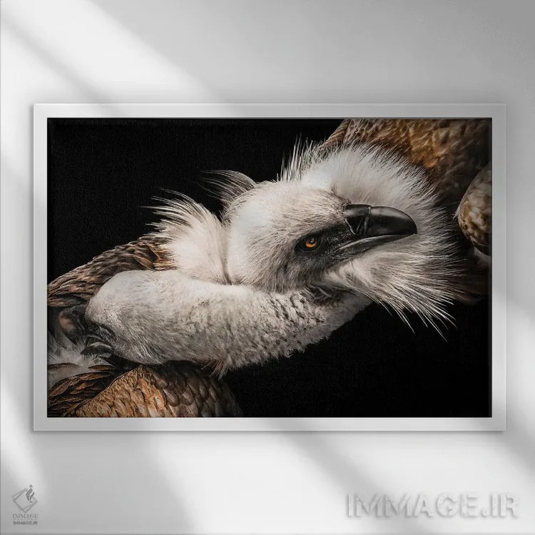 تابلو عشق میان عقابها اثر آدریان ویریو - نمای قابدار سفید