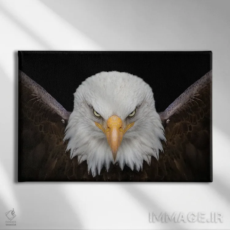 تابلو عقاب پادشاه پرندگان اثر آدریان ویریو - نمای روبهرو روی دیوار
