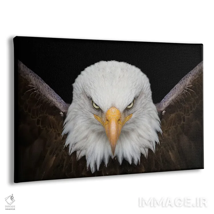 تابلو عقاب پادشاه پرندگان اثر آدریان ویریو - نمای پرسپکتیو محصول