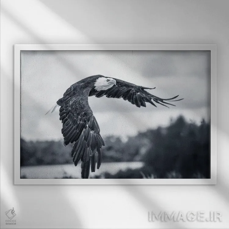 تابلو عقاب در حال پرواز اثر آدریان ویریو - نمای قابدار سفید