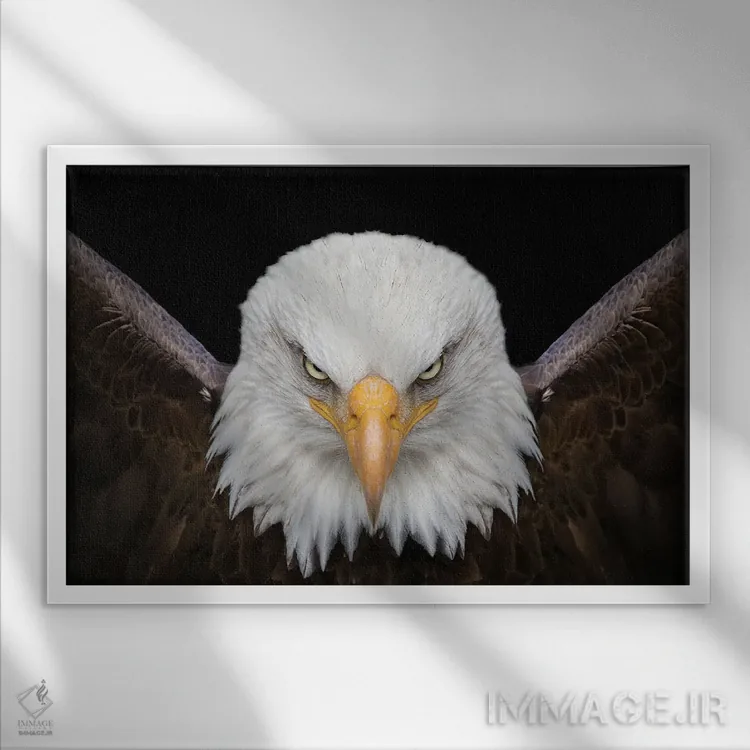 تابلو عقاب پادشاه پرندگان اثر آدریان ویریو - نمای قابدار سفید