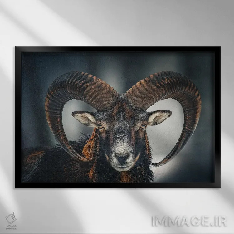 تابلو صورت قوچ (حیوان) اثر آدریان ویریو - نمای قابدار مشکی