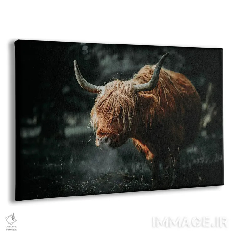 تابلو گاو اسکاتلندی، شاخدار اثر آدریان ویریو - نمای پرسپکتیو محصول