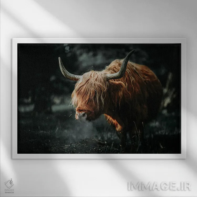 تابلو گاو اسکاتلندی، شاخدار اثر آدریان ویریو - نمای قابدار سفید