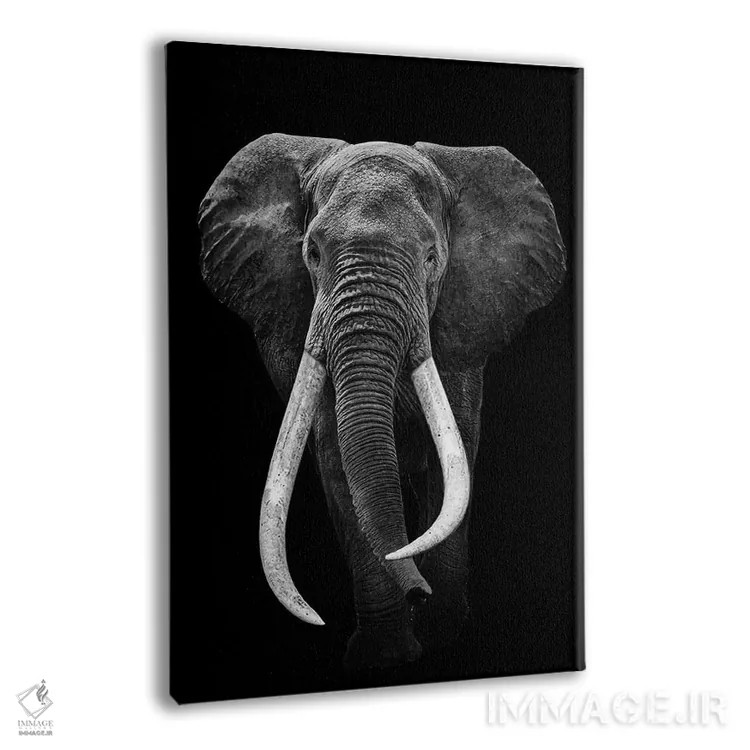 تابلو فیل سیاه و سفید اثر آدریان ویریو - نمای پرسپکتیو محصول